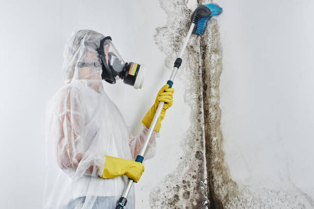 Best Basement Mold Removal  in Woodland Hills, UT